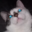 Тунец