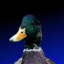 DuckNN