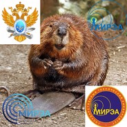 Бобёр из MИPЭA