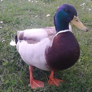 Ente_