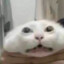 Gorper