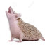 Rustyhog