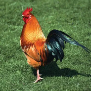 Chicken