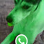 perro whatsapp