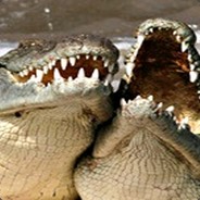 Big Lizards Having a Laff