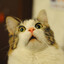Vaho