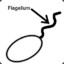 Flagellum