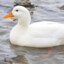 pato