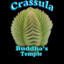 Crassula Buddha&#039;s Temple