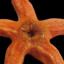 Pulsating Starfish