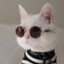 Cats are fools