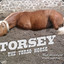 Torsey the Torso Horse