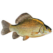 Karaś