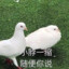 只能到这个程度了吗