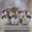 MixSparRow