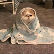 超级无敌暴龙战士