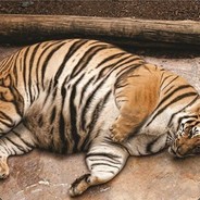 Sleeping_tiger