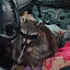 Meth Pipe Racoon