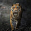 Tigris