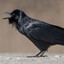 Fish Crow