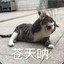 黎崽