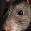 Stellrat montis