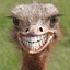 Smiling Ostrich