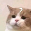 not jeck?