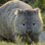 FatWombat