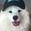 samoyed