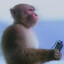 Monkey Negev Enjoyer