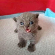 给A小队友买利群