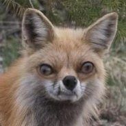 FoxVulpes