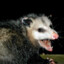 Dirty Opossum