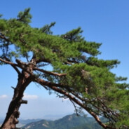 松青还会回来的