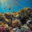koralowiec