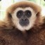 GIBBON