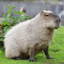TheCapybara