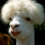 Indubious_Llama