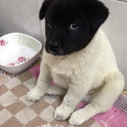 我的後門會流蜜