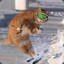 SportCat