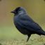 JJackdaws