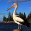 pelikans