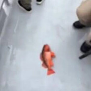 fish bait