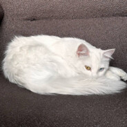 mochi - steam id 76561198838381601