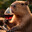 CAPIVARA