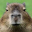 capybara