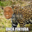 Onça Pintuda