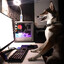 dOG.schaban