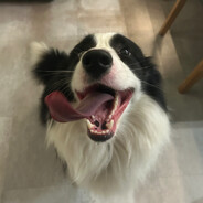 patelniaz skins.army